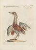 Ornithologia methodice digesta Pl402 - Saverio Manetti — artwork view