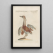 Ornithologia methodice digesta Pl402 - Saverio Manetti — framed artwork on a wall