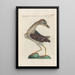 Ornithologia methodice digesta Pl403 - Saverio Manetti — framed artwork on a wall