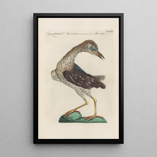 Saverio Manetti - Ornithologia methodice digesta Pl403.webp