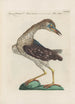 Ornithologia methodice digesta Pl403 - Saverio Manetti — artwork view