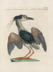 L'ornithologie a méthodiquement digéré Pl404 - Saverio Manetti — artwork view