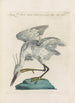 Ornithologia methodice digesta Pl405 - Saverio Manetti — artwork view