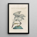 Ornithologia methodice digesta Pl405 - Saverio Manetti — framed artwork on a wall