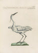 Ornithologia methodice digesta Pl406 - Saverio Manetti — artwork view