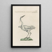 Ornithologia methodice digesta Pl406 - Saverio Manetti — framed artwork on a wall