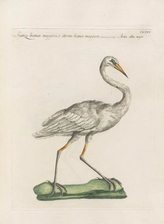 Saverio Manetti - Ornithologia methodice digesta Pl407.webp