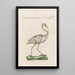Ornithologia methodice digesta Pl407 - Saverio Manetti — framed artwork on a wall