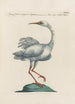 Ornithologia methodice digesta Pl408 - Saverio Manetti — artwork view