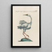 Ornithologia methodice digesta Pl408 - Saverio Manetti — framed artwork on a wall
