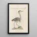 Ornithologia methodice digesta Pl409 - Saverio Manetti — framed artwork on a wall
