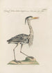 Ornithologia methodice digesta Pl409 - Saverio Manetti — artwork view