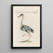 Ornithologia methodice digesta Pl410 - Saverio Manetti — framed artwork on a wall