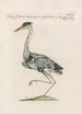Ornithologia methodice digesta Pl410 - Saverio Manetti — artwork view