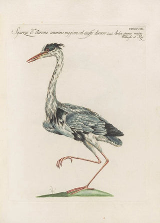 Saverio Manetti - Ornithologia methodice digesta Pl410.webp