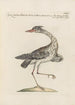 Ornithologia methodice digesta Pl411 - Saverio Manetti — artwork view