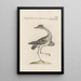 Ornithologia methodice digesta Pl411 - Saverio Manetti — framed artwork on a wall