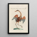 Ornithologia methodice digesta Pl412 - Saverio Manetti — framed artwork on a wall