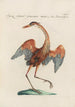 Ornithologia methodice digesta Pl412 - Saverio Manetti — artwork view