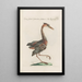 Ornithologia methodice digesta Pl413 - Saverio Manetti — framed artwork on a wall
