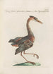 Ornithologia methodice digesta Pl413 - Saverio Manetti — artwork view