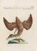 Ornithologia methodice digesta Pl414 - Saverio Manetti — artwork view