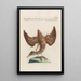 Ornithologia methodice digesta Pl414 - Saverio Manetti — framed artwork on a wall