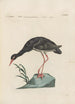 Ornithologia methodice digesta Pl415 - Saverio Manetti — artwork view