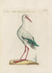 Ornithologia methodice digesta Pl416 - Saverio Manetti — artwork view