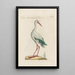 Ornithologia methodice digesta Pl416 - Saverio Manetti — framed artwork on a wall