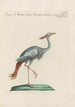Ornithologia methodice digesta Painting Pl417 - Saverio Manetti — artwork view