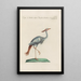 Ornithologia methodice digesta Painting Pl417 - Saverio Manetti — framed artwork on a wall