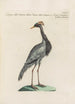 Ornithologia methodice digesta Pl418 - Saverio Manetti — artwork view