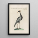 Ornithologia methodice digesta Pl418 - Saverio Manetti — framed artwork on a wall