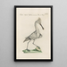 Ornithologia methodice digesta Pl419 - Saverio Manetti — framed artwork on a wall
