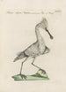 Ornithologia methodice digesta Pl419 - Saverio Manetti — artwork view