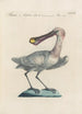 Ornithologia methodice digesta Pl420 - Saverio Manetti — artwork view