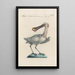 Ornithologia methodice digesta Pl420 - Saverio Manetti — framed artwork on a wall