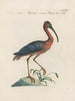 L'ornithologie a méthodiquement digéré Pl421 - Saverio Manetti — artwork view