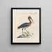 L'ornithologie a méthodiquement digéré Pl421 - Saverio Manetti — framed artwork on a wall
