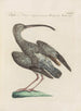 L'ornithologie a méthodiquement digéré Pl422 - Saverio Manetti — artwork view