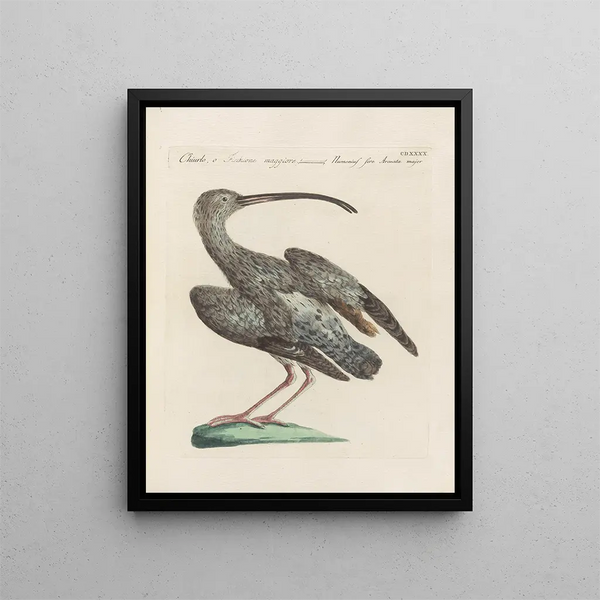 L'ornithologie a méthodiquement digéré Pl422 - Saverio Manetti — framed artwork on a wall