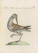 Ornithologia methodice digesta Pl423 - Saverio Manetti — artwork view
