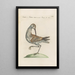 Ornithologia methodice digesta Pl423 - Saverio Manetti — framed artwork on a wall