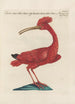 Ornithologia methodice digesta Pl424 - Saverio Manetti — artwork view