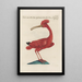 Ornithologia methodice digesta Pl424 - Saverio Manetti — framed artwork on a wall
