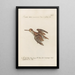 Ornithologia methodice digesta Pl425 - Saverio Manetti — framed artwork on a wall