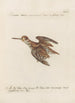 Ornithologia methodice digesta Pl425 - Saverio Manetti — artwork view