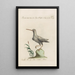 Ornithologia methodice digesta Pl426 - Saverio Manetti — framed artwork on a wall