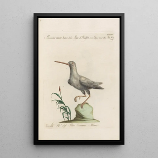 Saverio Manetti - Ornithologia methodice digesta Pl426.webp